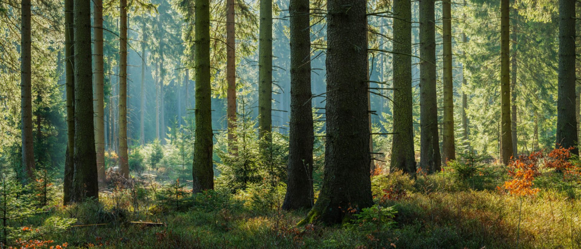Sustainability page banner image of forest