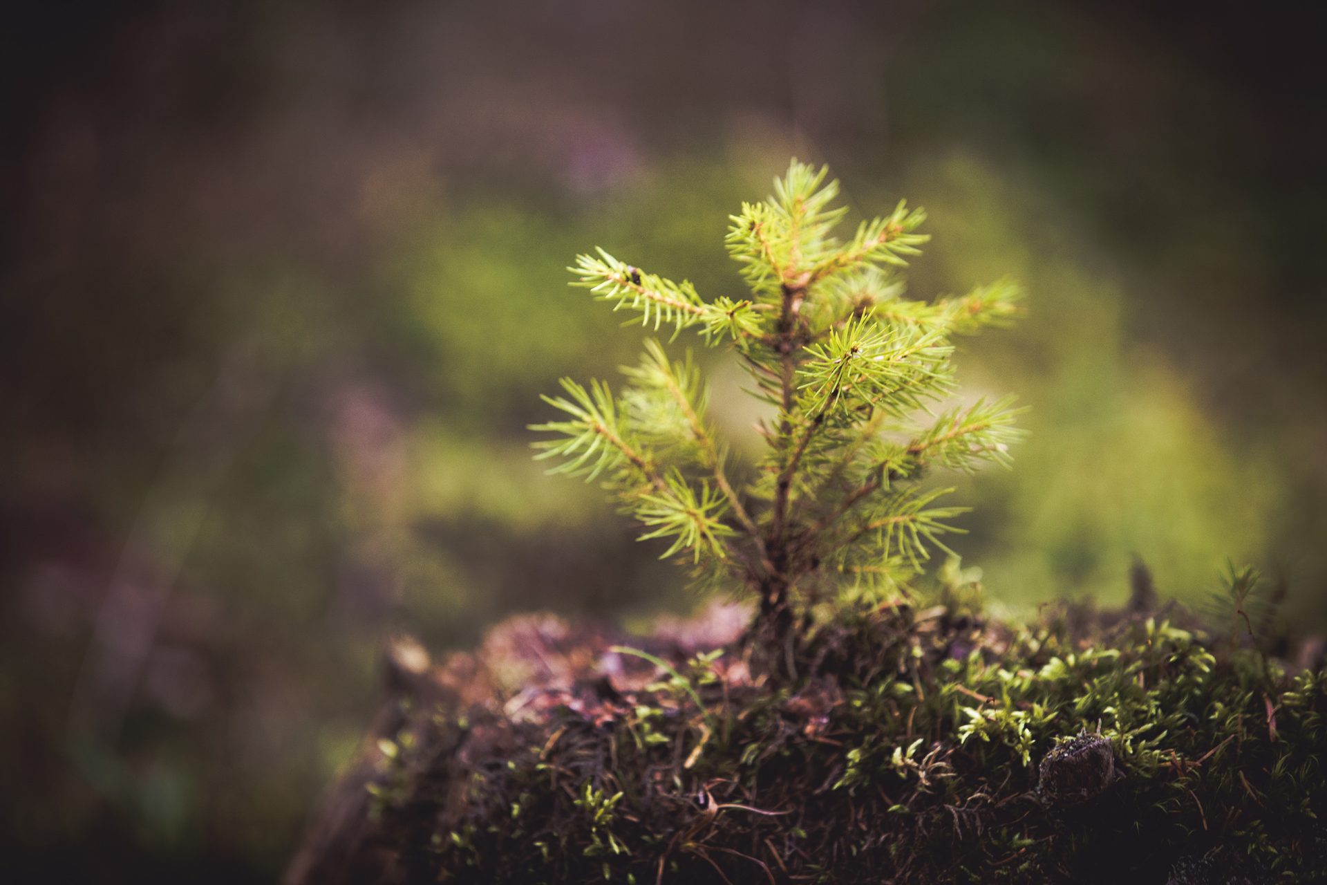 endurance sustainability