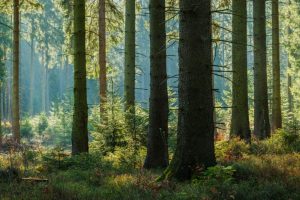 Opening the Door to a Greener Future: Inside Our Sustainable Mission