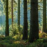 The Environmental Benefits of Upgrading to a Composite Door