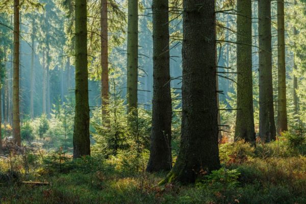 The Environmental Benefits of Upgrading to a Composite Door